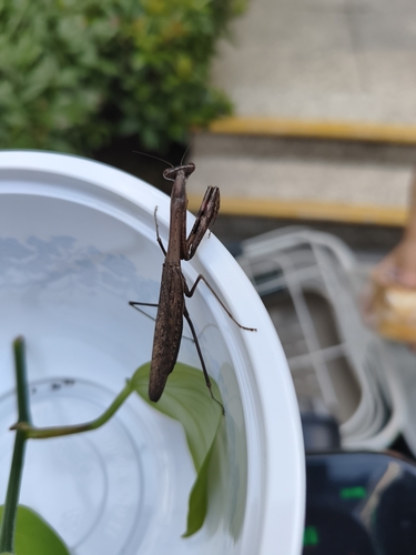 Asian Jumping Mantis