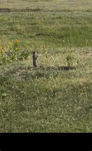 Uinta Ground Squirrel observed by samsnowboard23