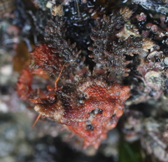 Phyllolithodes papillosus