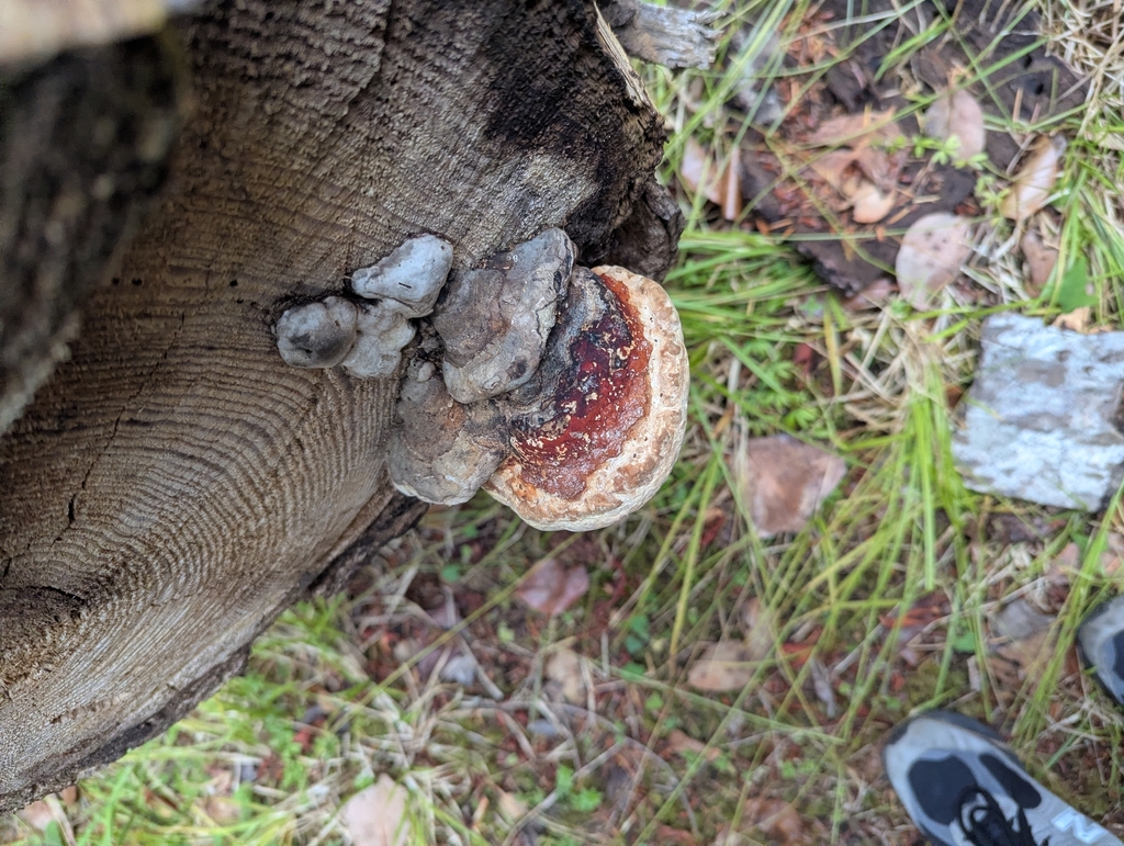 Northern Red Belt · August 2026 · photo: Photo: no rights reserved · iNaturalist