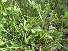 Trifolium gracilentum