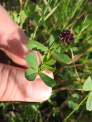 Trifolium gracilentum