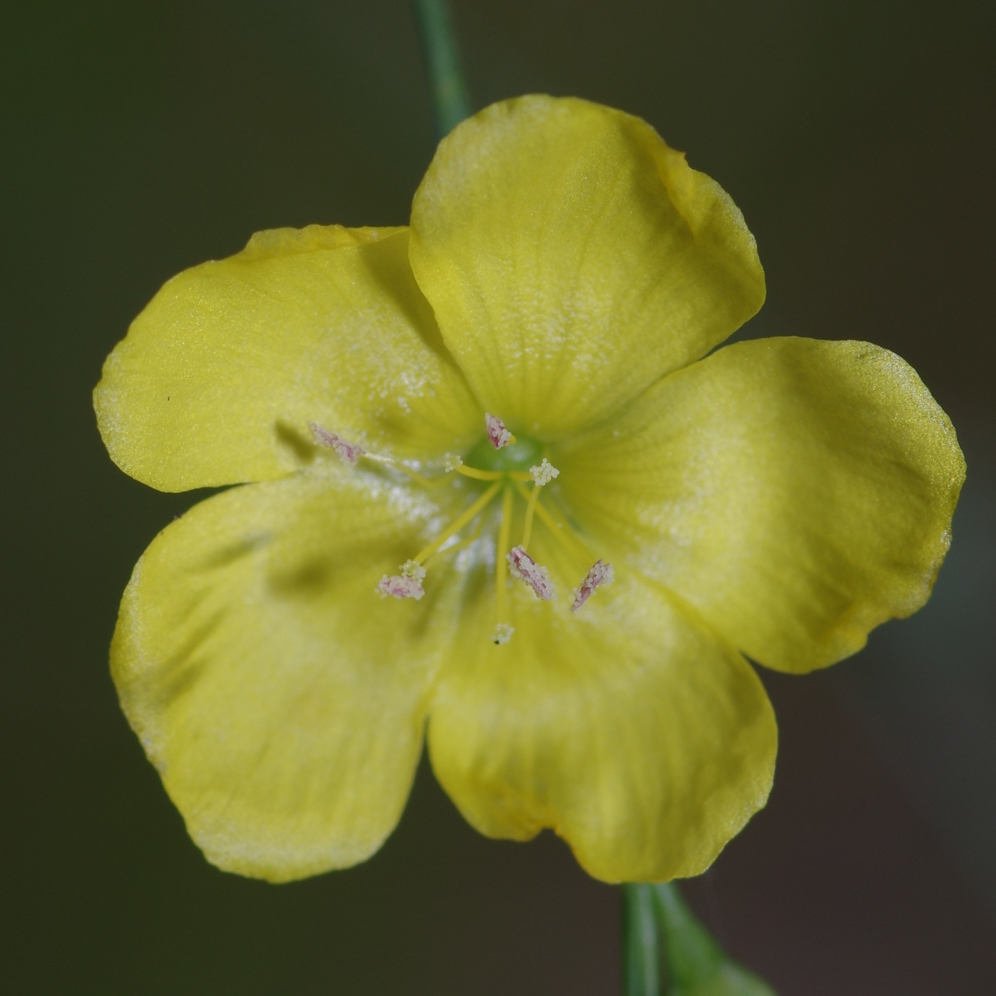 Linum floridanum