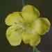 Florida Yellow Flax - Photo (c) Peter and Kim Connolly, some rights reserved (CC BY-NC), uploaded by Peter and Kim Connolly