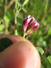 Trifolium gracilentum