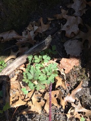 Anemonoides quinquefolia