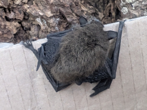 Little Brown Bat observed by jessica_wheatley