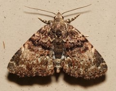 Metalectra richardsi