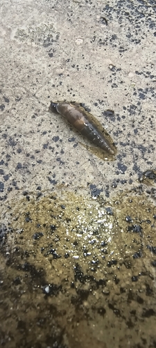 Plaited Door-snail