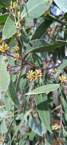 Eucalyptus globoidea, 2026-08-19
