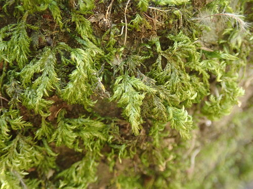 Camptochaete angustata observed 2026-08-25