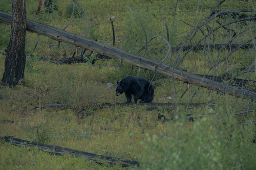 Black Bear sighting near Banff National Park