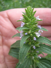 Dracocephalum thymiflorum