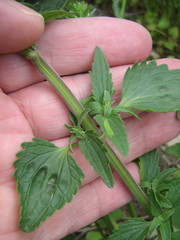 Dracocephalum thymiflorum