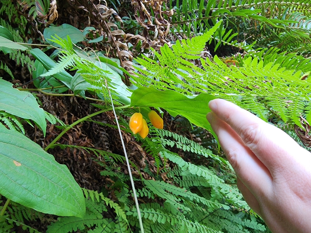 Prosartes smithii; photograph (c) sarah1862, some rights reserved (CC BY)