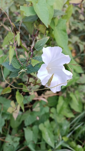 hedge bindweed