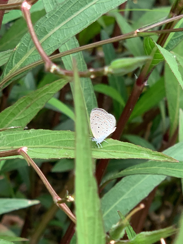 Tiny Grass Blue