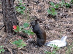 Sciurus aberti kaibabensis