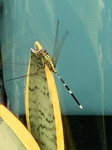 Slender Skimmer