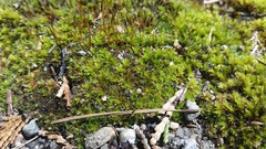 Syntrichia princeps