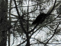 Sciurus aberti kaibabensis