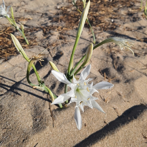 Sea Daffodil