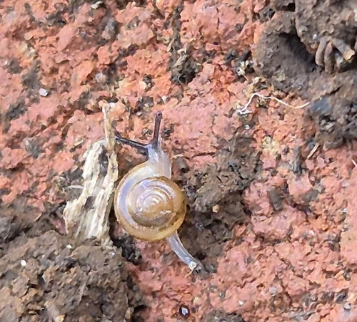 Quick Gloss Snail