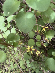 Brachyglottis sciadophila, photograph (c) sam-rajnikant, some rights reserved (CC BY)