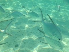 Trachinotus goodei