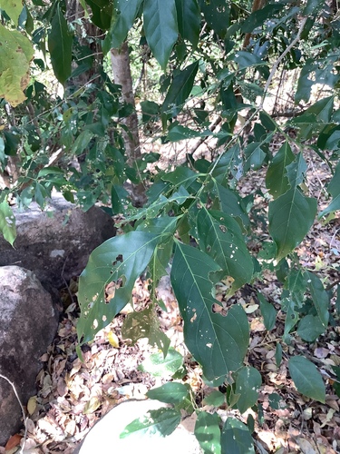 Aidia racemosa observed 2026-08-13