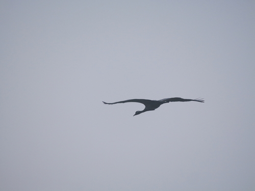Demoiselle Crane