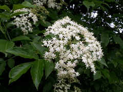 Sambucus nigra