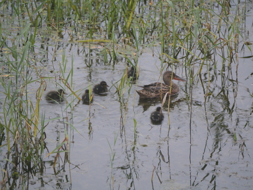 Northern Shoveler