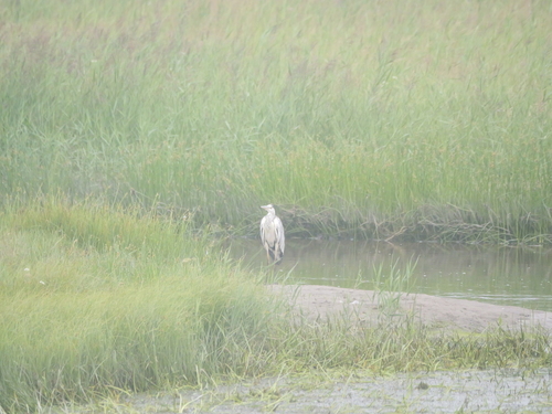 Grey Heron