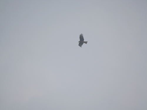 Black Kite