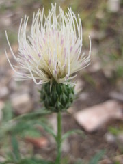 Cirsium arizonicum