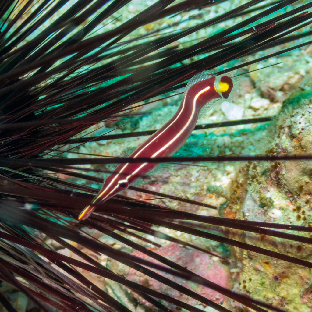 Long-snout Clingfish