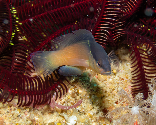 Pseudochromis perspicillatus observed 2026-08-26