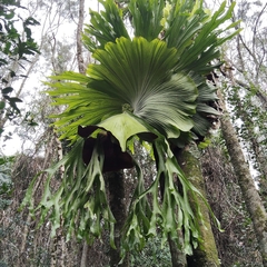 Platycerium superbum, photograph (c) John Barkla, some rights reserved (CC BY)