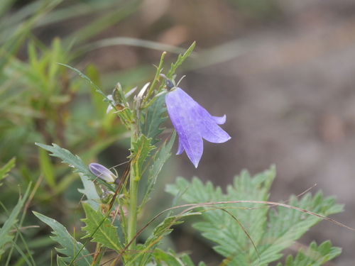 Adenophora gmelinii
