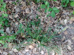 Carex divulsa divulsa