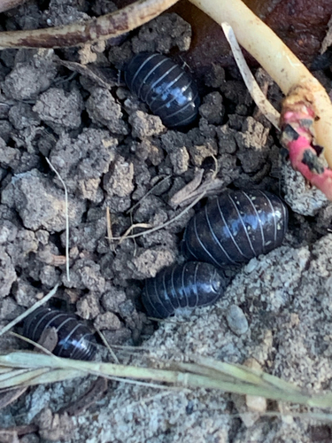 Common Pill Woodlouse
