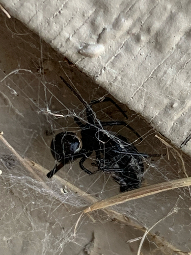 Western Black Widow