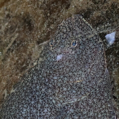 Pleuronectidae