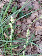 Carex divulsa divulsa