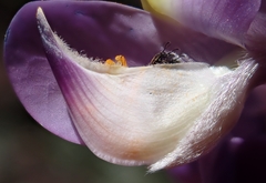 Lupinus excubitus