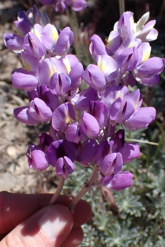 Lupinus excubitus, photograph 1