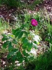 Paeonia broteri