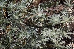 Lupinus excubitus, photograph author not stated, no rights reserved