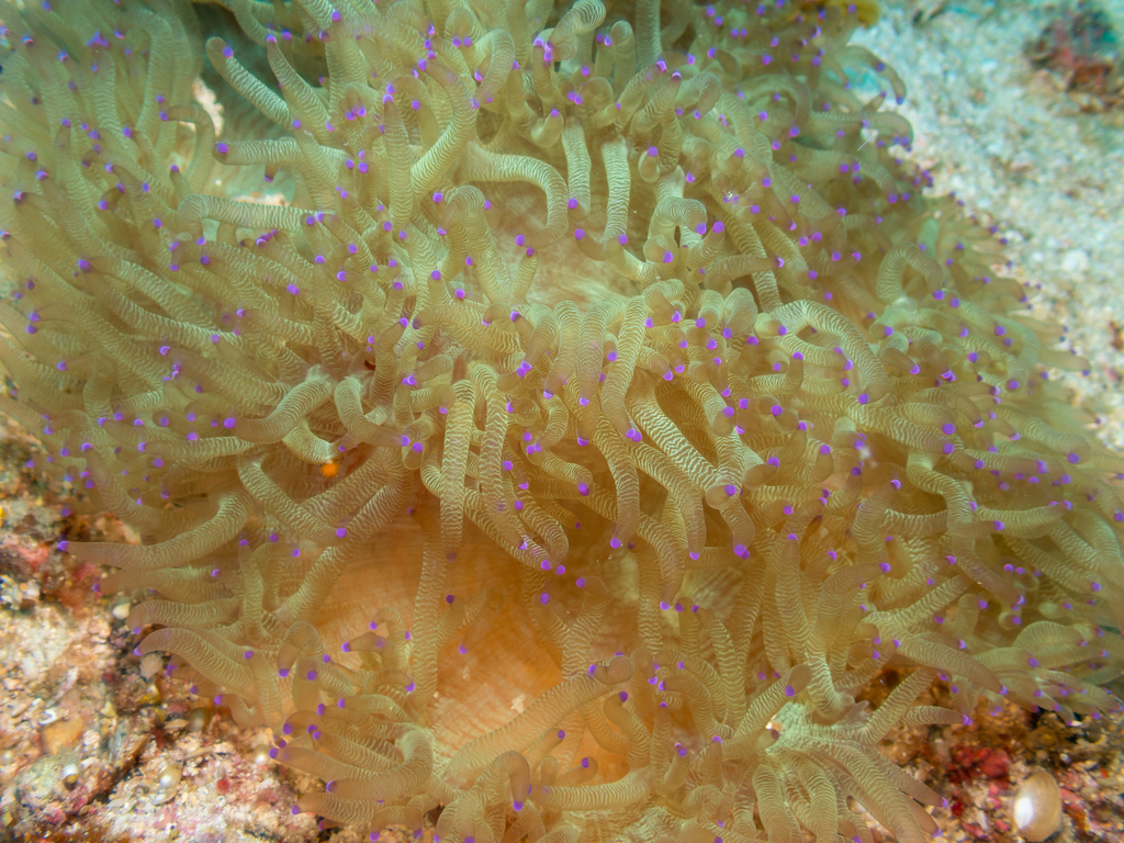 Elegance coral